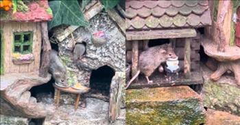 <p>One kind and loving man went out of his way and created some stunning and awe-inspiring miniature buildings for critters in his backyard.</p>

<p>The good Lord created animals. He is the same One who put the sun, moon and stars in place. He is also the same deity responsible for giving you and me breath. Like humans, all animals, because they are part of God&rsquo;s creation, are valuable and have worth.</p>

<p>A man in England understands animals, much like people, are deserving of kindness and love. So, knowing this, he went about constructing a home for a family of mice who had taken up occupancy in his backyard, <a href="https://www.sunnyskyz.com/happy-videos/12923/This-Man-Built-A-Tiny-Village-For-The-Mice-In-His-Garden">according to Sunny Skyz</a>.</p>

<p>The <a href="https://www.tiktok.com/@mousefamilybythebrambles/video/7303465328808316193?embed_source=121355058%2C121351166%2C71788788%2C121331973%2C120811592%2C120810756%3Bnull%3Bembed_blank&amp;refer=embed&amp;referer_url=www.sunnyskyz.com%2Fhappy-videos%2F12923%2FThis-Man-Built-A-Tiny-Village-For-The-Mice-In-His-Garden&amp;referer_video_id=7303465328808316193">video posted on TikTok</a> shows a couple of the mice scurrying about as they stick their heads in and out of the small, intricately crafted and painted houses. The man narrates while the mice move about the structures. The weather is not ideal, but the man is not letting the rainy weather get him down.&nbsp;</p>

<p>&ldquo;It&rsquo;s, again, horrendous weather,&rdquo; the man says. &ldquo;But these little poppets will certainly put a smile on your face.&rdquo;</p>

<p>The attention to detail and the amount of work that clearly went into making each one of those miniature structures is stunning. There are small window panes, doors and even perfectly symmetrical shingles on the roofs of the houses.&nbsp;</p>

<p>In addition to providing the little creatures with outstanding housing and lodging, he mentions that he provides the mice with nourishment.&nbsp;</p>

<p>&ldquo;They come out whatever the weather, as long as I&rsquo;m feeding them,&rdquo; he says. &ldquo;Some of the special mix I make them, what I call &lsquo;Yorkshire tea.&rsquo;&rdquo;</p>

<p>The man seems to be tickled to death by his cute, small friends. Watching them move around, enjoy their housing and eat the food he provides them brings the man joy and happiness.</p>

<p><em><a href="https://www.godtube.com/bible/proverbs/12-10">Proverbs 12:10</a> &ldquo;An upright man has thought for the life of his beast, but the hearts of the evildoers are cruel.&rdquo;</em></p>
