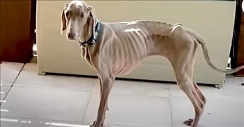 <p>One dog was so thin and sick that her owners had made plans to put their beloved canine to sleep, but days before the appointment, the dog started showing signs of life again.</p>

<p>Pet owners, and all animal lovers, would do anything for their beloved pets, including going to great lengths to ease their pain and discomfort. Everyone wants to experience a pain-free life as much as possible. It&rsquo;s gut-wrenching to watch someone we love, whether they walk on two legs or are of the four-legged and furry variety, suffer.&nbsp;</p>

<p>Seeing an animal hurt, ache and wallow in pain is enough to cause even the most stoic person to shed a tear or two or three. That&rsquo;s why one woman did everything she could for her dog, Harlow, when she began to lose a frightening amount of weight.&nbsp;</p>

<p><a href="https://www.youtube.com/watch?v=5jKhoOd6jX8">In a clip posted on YouTube</a>, Harlow&rsquo;s owner described her as a &ldquo;skeleton.&rdquo;</p>

<p>&ldquo;We could see every rib, every vertebra, all the bones in her legs,&rdquo; Harlow&rsquo;s owner said.</p>

<p>No matter how much food the animal ate or what the veterinarian did for Harlow, the animal could not put on any weight and continued to get sicker and sicker.</p>

<p>Eventually, Harlow&rsquo;s owners made the difficult decision to end their beloved pup&rsquo;s suffering. They had scheduled an appointment to put the sick animal to sleep.</p>

<p>But then, just days before the appointment, Harlow&rsquo;s owners received a phone call from the vet. Their vet &ldquo;suggests that Harlow might be among the rare number of dogs that has an allergic-like reaction to animal proteins.&rdquo;&nbsp;</p>

<p>Knowing that they had nothing left to lose, Harlow&rsquo;s owners started the sick animal on a vegetarian diet. Immediately, the results were staggering!&nbsp;</p>

<p>&ldquo;All of a sudden, her symptoms stopped,&rdquo; Harlow&rsquo;s owner said. &ldquo;Her eyes lit up. That wag in her tail came back.&rdquo;</p>

<p>As the months wore on, Harlow continued to recover, putting on more and more weight back on, finally reaching a healthy size.&nbsp;</p>

<p>Harlow was back, and her owners shed tears of joy and relief at getting their beloved pet back!</p>

<p><em><a href="https://www.godtube.com/bible/proverbs/12-10">Proverbs 12:10</a> &ldquo;An upright man has thought for the life of his beast, but the hearts of evildoers are cruel.&rdquo;</em></p>
