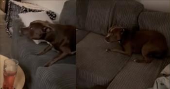 <p>One dog, obviously not a fan of cold weather, went to hilarious lengths to remain indoors and avoid the frigid temperatures and bone-chilling wind chills.</p>

<p>As the book of <a href="https://www.godtube.com/bible/genesis/1-1">Genesis states</a>, &ldquo;In the beginning, God created the heavens and the earth.&rdquo; He then created and formed everything in six days, finally resting on the seventh day. Part of God&rsquo;s creation was weather and its many different patterns. So now, because of God&rsquo;s handiwork, we experience summer, winter, spring and fall.</p>

<p>Most people have their favorite season, likely with a majority selecting either spring or fall as their preferred time of year. Summer may also be a favorite of many.&nbsp; But without a doubt, for most, winter brings up the rear as the least-liked season.&nbsp;</p>

<p>That dislike of winter does not stop with humans. It also seems to be shared by other members of God&rsquo;s creation, as one <a href="https://www.youtube.com/watch?v=UWxEkkpNmp8">video posted on YouTube</a> so hilariously depicts.&nbsp;</p>

<p>In the short, 1-minute clip, the canine&rsquo;s female owner approaches the dog with a leash. She is hoping to take the dog for a walk in the cold. However, the animal is less than cooperative. The dog knows what she is attempting to do.&nbsp;</p>

<p>To avoid her and foil her plans, the dog bounds around the room. It jumps from the couch to the floor to a chair and then back. The dog performs this hysterical evasive maneuver several times throughout the video.&nbsp;</p>

<p>At one point in the video, the woman makes her intentions clear to the animal, telling it &ldquo;Come on, time for a walk.&rdquo;</p>

<p>Each time, after jumping from one spot to another, the dog stops and looks back at the woman trying to corral him for a cold stroll outside in the elements.&nbsp;</p>

<p>The video cuts off before a winner in this hilarious game of chase is determined, but it&rsquo;s safe to say that the dog was not going outside without first putting up quite the fight.&nbsp;</p>

<p><em><a href="https://www.godtube.com/bible/proverbs/12-10">Proverbs 12:10</a> &ldquo;An upright man has thought for the life of his beast, but the hearts of evildoers are cruel.&rdquo;</em></p>
