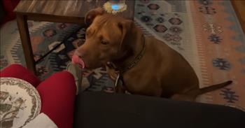 <p>Bowie was abandoned, but now this precious pup is the king of the castle.</p>

<p>This sweetheart was rescued when they found him next to a utility pole to keep warm. He had been abandoned in St. Louis during a snowstorm.&nbsp;</p>

<p>He was taken to the vet and then the shelter where he was adopted by a loving family.&nbsp;</p>

<p>In the video you can see that he is in charge now, cuddling up in the warm bed and living his best life with his parents and his sister Penny.&nbsp;</p>

<p>His dad <a href="https://www.youtube.com/watch?v=gzGDVGPfoio">states</a>, &ldquo;He&rsquo;s really made himself at home, and he&rsquo;s kind of the king of the castle right now.&rdquo; You can surely tell that this dog has found the right place to call home. He is loved and is living his best life, even after what he had to go through.&nbsp;</p>

<p>The video also shares his cute grunting noise when he wants something and it is the cutest thing. Who could say no to that face:?</p>

<p>It&rsquo;s heartwarming to see that a dog that was abandoned has now found so much love. The rescuers as well as the people who adopted Bowie are helping to make this world a better place.&nbsp;</p>

<p>While not all of us can adopt a dog and bring them into our homes, we can show love to the least of these, just as Jesus taught us to do. Whether it is helping out a lost pet, a child, or someone that needs a little more care. By having a loving spirit we can inspire and share the love of Jesus with the world.&nbsp;</p>

<p><em><a href="https://www.godtube.com/bible/matthew/25-38">Matthew 25: 38</a>-40 &ldquo;When did we see you a stranger and invite you in, or needing clothes and clothe you? When did we see you sick or in prison and go to visit you? The King will reply, &lsquo;Truly I tell you, whatever you did for one of the least of these brothers and sisters of mine, you did for me.&rsquo;&rdquo;</em></p>
