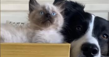 <p>A sweet and loving dog had the most precious and unexpected relationship with a pair of kittens.</p>

<p>It&rsquo;s accepted, by most, that canines and felines mix about as well as oil and water. Over the years, television and movies have continually portrayed dogs and cats as mortal enemies, destined to hate one another for eternity. Cats sneak up and attack the unsuspecting canine. Dogs chase and terrorize cats.</p>

<p>However, <a href="https://www.youtube.com/watch?v=IRqP_-ildiI">one clip posted on YouTube</a> shows dogs and cats can get along. They can become the best of friends. The video shows a dog, who was once afraid and unsure of kittens, becoming a sort of foster for two of the cutest kittens you&rsquo;ve ever seen &ndash; Biscuit and Gravy.</p>

<p>The woman who narrates the video states that she started fostering the kittens because she wanted to get the dog, Phoebe, more comfortable with cats.&nbsp;</p>

<p>&ldquo;She was growling,&rdquo; the woman states. &ldquo;She was trying to hide.&rdquo;</p>

<p>But it wasn&rsquo;t too long before Phoebe warmed up to the cute little furballs. After a week, Phoebe, Biscuit and Gravy interacted with one another without any incidents.</p>

<p>According to the video, the three of them soon became the best of friends. Phoebe started looking after Biscuit and Gravy as if they were her children.&nbsp;</p>

<p>&ldquo;Phoebe is really amazing with them,&rdquo; the woman in the video says. &ldquo;She helped the boys blossom into their personalities.&rdquo;</p>

<p>Sadly, though, Phoebe, Biscuit and Gravy were eventually separated. Biscuit and Gravy were adopted, and as the video shows, Phoebe knew something was up with her foster kittens.</p>

<p>She smothered Biscuit and Gravy with warm, loving licks as she said her goodbyes to the cute kittens.&nbsp;</p>

<p>The woman in the video says that Phoebe is a tremendous help in fostering kittens and loves having her on her team.</p>

<p>&ldquo;She&rsquo;s just so patient and tolerant,&rdquo; the woman in the video says of Phoebe. &ldquo;She used to be terrified of cats, but fostering kittens brought out her nurturing side that I didn&rsquo;t even know she had.&rdquo;</p>

<p><em><a href="https://www.godtube.com/bible/proverbs/12-10">Proverbs 12:10</a> &ldquo;An upright man has thought for the life of his beast, but the hearts of evildoers are cruel.&rdquo;</em></p>
