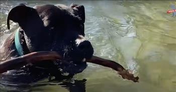 <p>A sweet and loving canine makes a rather odd sound, imitating a seal when it&rsquo;s time for him and his owner to head to the beach.&nbsp;</p>

<p>Most people enjoy going to the beach and taking a dip in the water and catching some, but only a little sun. That&rsquo;s why, during warmer months, beaches become crowded. Finding a place to put your towel on the sand can be a monumental task.</p>

<p>Apparently, humans are not the only species on Earth who enjoy the sun, sand and the ocean. As <a href="https://www.youtube.com/watch?v=aKctosd0F_k">one video posted on YouTube</a> shows, dogs, but one in particular, love a nice beach outing.&nbsp;</p>

<p>In fact, one pit bull, Dennis, will mimic the sound of a seal, letting out a hoarse bark whenever the word &ldquo;beach&rdquo; is uttered in his presence.</p>

<p>In addition to letting out the hilarious and unusual sound, Dennis becomes overly excited. He starts jumping around the room, unable to contain his excitement for his favorite location.&nbsp;</p>

<p>The video shows the excited canine rushing over to the door as he continues to make the sound that he has, without a doubt, heard seals make while at the beach.</p>

<p>But that is not all. Dennis, as his owner explains, knows the route to the beach.</p>

<p>&ldquo;So it&rsquo;s about a five-minute drive to the beach, and there&rsquo;s this one turnoff where he knows exactly where we&rsquo;re going,&rdquo; Dennis&rsquo; owner says. &ldquo;And you&rsquo;ll see what he does.&rdquo;</p>

<p>Once Dennis realizes they are headed to the beach, the dog races up to his owner and begins licking his face excitedly. He also starts making his odd, seal-like noise again.&nbsp;</p>

<p>Dennis knows he is only minutes away from being on the beach.&nbsp;</p>

<p>Once at the beach, Dennis swims back and forth in the water, retrieving a stick. What could be better, right?&nbsp;</p>

<p>Hopefully, Dennis gets many more trips to the beach and finds all the sticks he can carry!</p>

<p><em><a href="https://www.godtube.com/bible/proverbs/12-10">Proverbs 12:10</a> &ldquo;An upright man has thought for the life of his beast, but the hearts of evildoers are cruel.&rdquo;</em></p>
