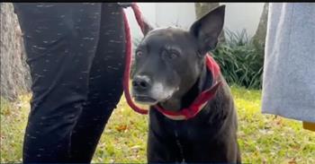 <p>One dog is a hero after the lovable and loyal pooch alerted and saved a young man during a house fire in Florida on New Year&rsquo;s Eve.</p>

<p>Animals are beings created, formed and placed on Earth by the same God who hung the sun, moon and stars in place. All animals are deserving of kindness, respect and love. But dogs hold a very special place in the hearts of most pet owners and animal lovers.</p>

<p>One dog, Macho, showed, with his heroic actions, exactly why dogs are beloved and revered by so many. In what is being described as a miracle, Macho, on New Year&rsquo;s Eve, understood that something was not right, according to the <a href="https://www.youtube.com/watch?v=6WtHb6-a208&amp;t=2s">video posted on YouTube</a>.</p>

<p>Macho, who does not even bark at night, barked and nipped at the young man, who was asleep, about the impending danger.&nbsp;</p>

<p>&ldquo;He just kept going at him, and then he just gave him a nip, a couple of them, and wake him up,&rdquo; Nicole Evans, the teenager&rsquo;s mother, and Macho&rsquo;s owner, said. &ldquo;And Griffin was like, &lsquo;Hey, what&rsquo;s happening?&rsquo; And as soon as he turned around, there was no doubt. He had to go. He had to go quickly.&rdquo;</p>

<p>Sadly, Nicole&rsquo;s home is a total loss because of the fire. However, despite the horrible incident, Nicole understands what is truly important in life.</p>

<p>&ldquo;All those things are just things,&rdquo; Nicole said. &ldquo;And they&rsquo;re our things, and some of those things do matter, they do. But in the end, it&rsquo;s all replaceable. He&rsquo;s not replaceable (Griffin). He&rsquo;s not replaceable (Macho).&rdquo;</p>

<p>Also, Nicole added that since losing her home, she has received unbelievable kindness from those around her. She stated that her friends and loved ones in the community have &ldquo;stepped up beyond what any person could ever imagine that people would do for them.&rdquo;</p>

<p>Praise God that Macho kept that terrible becoming much worse. And God bless those people showing that family love, care and kindness in their time of need.</p>

<p><em><a href="https://www.godtube.com/bible/genesis/1-21">Genesis 1:21</a> &ldquo;And God created the great whales, and every living creature that moves, which the waters brought forth abundantly, after their kind, and every winged fowl after his kind: and God saw that it was good.&rdquo;</em></p>
