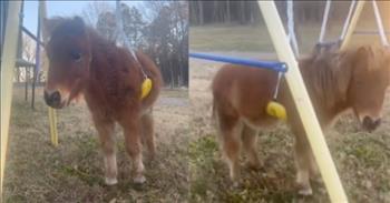 <p>Oh what a sweetheart! This cute pony got itself stuck in a swing.&nbsp;</p>

<p>The owner is about to be late for work when she notices the pony, Peanut Butter, is stuck in a child&rsquo;s swing. The pony is just hanging out as if she does this every morning. Without a care in the world.&nbsp;</p>

<p>The owner keeps asking, &ldquo;What are you doing?&rdquo; Then she goes to try to untangle Peanut Butter. She tells the pony, &ldquo;You should be ashamed of yourself.&rdquo;&nbsp;</p>

<p>As the video ends, Peanut Butter is still stuck on the swing. Hopefully, the owner was able to get him out, or maybe just maybe, the pony decided it was time to do something else and left the swing on her own. Probably not.&nbsp;</p>

<p>Peanut Butter was living her best life in that swing and has entertained the internet with her antics. As you can see from some of the comments. One person <a href="https://www.tiktok.com/@chelseamaslanka/video/7039503271404276997?lang=en">says</a>, &ldquo;&lsquo;Sorry I&rsquo;m late. My pony got stuck in a swing on our play set&rsquo; my boss would not believe me haha&rdquo; and another <a href="https://www.tiktok.com/@chelseamaslanka/video/7039503271404276997?lang=en">comments</a>, &ldquo;I can't stop laughing!! he picked his legs up and was having the time of his life.&rdquo;&nbsp;</p>

<p>Many in the comments wonder how Peanut Butter got stuck in the swing to begin with. One <a href="https://www.tiktok.com/@chelseamaslanka/video/7039503271404276997?lang=en">asks</a>, &ldquo;That is too precious! How did peanut butter the pony get himself stuck like that?&rdquo; We are all wondering the same thing. How did he get stuck?&nbsp;</p>

<p>Being able to laugh and be entertained is so important in today&rsquo;s world. Sometimes all it takes is watching a video from someone about a pet doing something silly. We are used to seeing videos of cats and dogs but a pony is the star of this show.&nbsp;</p>

<p><em>&ldquo;A merry heart does good like a medicine: but a broken spirit dries the bones.&rdquo; - <a href="https://www.godtube.com/bible/proverbs/17-22">Proverbs 17:22</a></em></p>
