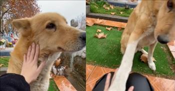 <p>A mystery dog walked up to a woman sitting and crying in a cemetery and gave her love and comfort.</p>

<p>Life can often be a painful and heartbreaking experience, leaving us crying and grieving. Situations will leave us battered and bruised, calling out for someone, anyone for help and comfort. During these circumstances a strong support system &ndash; family, friends and coworkers &ndash; is crucial. They can be that literal shoulder to cry on when life becomes overwhelming. Everyone needs people they can rely upon and seek out for comfort in times of hurt and trouble.</p>

<p>Experiencing the death of a loved one is likely the worst, lowest and darkest period. It can be excruciating when someone you&rsquo;ve trusted and depended on for decades is suddenly gone. In a <a href="https://www.tiktok.com/@cotesaurio9/video/7099174195115920645?embed_source=121374463%2C121351166%2C71838019%2C121331973%2C120811592%2C120810756%3Bnull%3Bembed_blank&amp;refer=embed&amp;referer_url=www.sunnyskyz.com%2Fhappy-videos%2F13026%2FAn-039-Angel-039-Arrived-To-Comfort-This-Woman-While-Crying-Alone-At-The-Cemetery&amp;referer_video_id=7099174195115920645">clip posted on TikTok</a>, a woman who had gone through a massive loss in her life got some love and comfort from an unexpected source.</p>

<p>The video shows a cute and lovable dog attending to an emotional woman. She can be heard crying and sniffling as she holds the camera, filming her interaction with the friendly canine.</p>

<p>The caption to the video, written in Spanish, states that she had come to the cemetery that day to &ldquo;say goodbye to the person I loved the most,&rdquo; according to the translation <a href="https://www.google.com/search?q=google+translate&amp;oq=google+t&amp;gs_lcrp=EgZjaHJvbWUqDwgAEEUYOxiDARixAxiABDIPCAAQRRg7GIMBGLEDGIAEMgYIARBFGDkyBwgCEAAYgAQyDQgDEAAYgwEYsQMYgAQyDQgEEAAYgwEYsQMYgAQyBggFEEUYPDIGCAYQRRg8MgYIBxBFGEGoAgCwAgA&amp;sourceid=chrome&amp;ie=UTF-8">from Google Translate</a>.&nbsp;</p>

<p>She added that while saying goodbye, &ldquo;this little dog arrived.&rdquo;</p>

<p>The dog could sense that the woman was in great pain, with her having recently suffered a great loss in her life. The caring dog wanted to do what it could to make her feel better. What a sweet and loving display from an animal that wanted to make her feel better.&nbsp;</p>

<p>There&rsquo;s a reason why dogs are called man&rsquo;s best friend.&nbsp;</p>

<p><em><a href="https://www.godtube.com/bible/genesis/1-21">Genesis 1:21</a> &ldquo;And God created great whales, and every living creature that moves, which the waters brought forth abundantly, after their kind, and every winged fowl after his kind: and God saw that it was good.&rdquo;</em></p>
