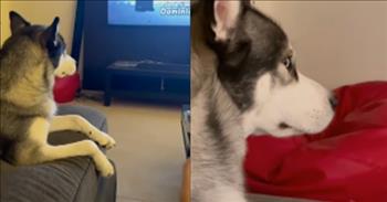 <p>The video begins with the husky watching a cartoon while sitting on the couch. The dog seems very interested in the show. She does not want to be disturbed.&nbsp;</p>

<p>The owner then turns off the TV show and the dog doesn&rsquo;t move from their spot. For a few seconds, you wonder what she is going to do. Then, she gives her owner a specific look.&nbsp;</p>

<p>The husky gives her the side-eye as if to say, &ldquo;I can&rsquo;t believe you would do such a thing to me. I was watching that!&rdquo; You can&rsquo;t help but laugh about this. That side-eye was strong. She really couldn&rsquo;t believe what the owner did.&nbsp;</p>

<p>Now the big question is, was the husky really watching TV? Can dogs watch TV like we do?&nbsp;</p>

<p><a href="https://www.petmd.com/dog/general-health/can-dogs-see-tv">According to PetMD</a>, they absolutely can and many enjoy it. They can be interested in the visuals, the motion, and the sounds.&nbsp;</p>

<p>Even though dogs can watch TV, their eyes are different from human eyes. They see the TV differently than we do. For one thing, their vision is closer to 20/75, so they might want to sit closer to the TV.&nbsp;</p>

<p>Dogs also only have two types of color-processing cells in their retinas. To compare, humans have three. Dogs can&rsquo;t see as many colors as we do. They might be more interested in TV if there is blue and yellow on the screen versus if there is a lot of white and red on the screen.&nbsp;</p>

<p>The next time you think about putting on the TV for the dog, you might as well try it. Just make sure you don&rsquo;t turn the TV off before they are done watching. They might give you the side eye like this husky did. If that happens, you will probably start to laugh. It is quite funny.&nbsp;</p>
