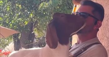 <p>A cute and visually impaired goat has developed the cutest bond with one of its owners, following the man just about everywhere he goes.</p>

<p>All animals, like humans, want to know they are cared for and loved. They are unique creatures formed and then placed on Earth by the same God who put the sun, moon and stars in position. Even those who aren&rsquo;t particularly pleasant to look at are part of God&rsquo;s creation.&nbsp;</p>

<p>Rhea, a blind goat, loves nothing more than lounging and cuddling up with her male owner, Alex. <a href="https://www.youtube.com/watch?v=UeskaoYa6rA">The video posted on YouTube</a> shows the two of them relaxing together in a hammock and even lounging on an inflatable chair in a pool.&nbsp;</p>

<p>&ldquo;Rhea&rsquo;s all-time favorite activity would be lounging with Alex,&rdquo; the woman narrating the video says.&nbsp;</p>

<p>The goat, after hearing the sound of Alex&rsquo;s voice, will follow him anywhere and everywhere.&nbsp;</p>

<p>Rhea, who became blind at a test facility, spent time living inside the house with her owners. The goat was fed with a bottle, received plenty of attention and even slept in bed with her&nbsp;</p>

<p>owners. They spent so much caring for and attending to Rhea&rsquo;s needs that the woman narrating the short clip said it &ldquo;was definitely like having a newborn again.&rdquo;</p>

<p>Even though Rhea is a goat, it appears that she would much rather spend her time with humans, parrots and even pigs.&nbsp;</p>

<p>&ldquo;We have other goat companions here, and we worked really hard to integrate them so they could be a family,&rdquo; the woman said. &ldquo;But Rhea wanted nothing to do with the other goats.&rdquo;&nbsp;</p>

<p>Despite Rhea&rsquo;s disability, the cute and loving goat does not let that keep her from living and enjoying life. In fact, Rhea is &ldquo;living her best goat life.&rdquo;</p>

<p>What a wonderful and sweet example of the bond between man and animal. Everyone wants to be loved and appreciated, even goats!</p>

<p><em><a href="https://www.godtube.com/bible/proverbs/12-10">Proverbs 12:10</a> &ldquo;An upright man has thought for the life of his beast, but the hearts of evildoers are cruel.&rdquo;</em></p>
