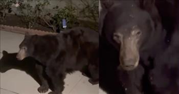 <p>A woman in California came across a massive black bear hanging out and enjoying itself under her house.&nbsp;</p>

<p>Most people adore animals. It&rsquo;s nearly impossible for individuals to get their fill of cats, dogs and other members of the four-legged and furry friend community. They would do anything and everything they could to help and protect them. It pains people to see an animal suffering or in any pain.</p>

<p>However, there are some animals from which people should keep their distance, or they might be the ones who end up hurting and in pain. Snakes, alligators and bears immediately come to mind when considering members who fit this exclusive category.&nbsp;</p>

<p>But for one woman, Tina, it was impossible to avoid a run-in with a massive black bear because it had parked itself under her house!&nbsp;</p>

<p>&ldquo;When I saw the crawlspace grate ripped off its hinges, I&rsquo;m like, &lsquo;Oh, no, it&rsquo;s down there,&rdquo; <a href="https://www.youtube.com/watch?v=3kx9Mwc77Ts">she told Kelly Clarkson</a>. &ldquo;So, I walked down to my basement with my flashlight, and the eyes shone right back at me.&rdquo;</p>

<p>However, Tina, despite having a bear weighing several hundred pounds staring right at her from under her house, managed to get the animal out on her own!</p>

<p>Hilariously, Tina first turned to Google for answers to fix her problem, searching, &ldquo;How to get a bear out of a crawlspace.&rdquo; Unfortunately, the internet wasn&rsquo;t much help. So, she turned to her town&rsquo;s mayor and the police, who advised her to purchase mothballs.</p>

<p>Taking the advice, Tina secured some mothballs and threw them underneath the house with the bear. That was successful. The bear left on its own, probably to look for another crawlspace to hang out under.</p>

<p>The creatures God placed on Earth deserve love and respect. However, if I found a bear parked under my house, I&rsquo;d have a for-sale sign in my yard quickly!</p>

<p><em><a href="https://www.godtube.com/bible/proverbs/12-10">Proverbs 12:10</a> &ldquo;An upright man has thought for the life of his beast, but the hearts of evildoers are cruel.&rdquo;</em></p>
