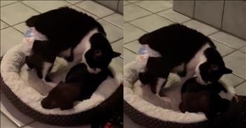 <p>Cats sometimes get a bad reputation for lacking warmth and friendliness, but this video of a rescued puppy getting comfort and love from a blind cat might have you thinking differently about our feline friends.&nbsp;</p>

<p>Check out the diapered black-and-white cat as she licks and loves on the sweet, black puppy!&nbsp;</p>

<p>Hattie is her name, and she didn&rsquo;t used to get much pampering. In fact, Hattie has had a hard life. Before being rescued by her current owner, <a href="https://www.tiktok.com/@hattieandrue/video/7331944406074887470?embed_source=71929438%2C121374463%2C121351166%2C71838019%2C121331973%2C120811592%2C120810756%3Bnull%3Bembed_blank&amp;refer=embed&amp;referer_url=www.sunnyskyz.com%2Fhappy-videos%2F13059%2FBlind-Cat-Seen-Caring-For-Abandoned-Puppy&amp;referer_video_id=7331944406074887470">TikTok user @hattieandrue</a>, Hattie had been living in a horrible hoarding situation.&nbsp;</p>

<p>When Hattie&rsquo;s human dad brought home an abandoned pup, the newbie might not have been welcomed into the fold. However, Hattie has overcome adversity, and she seems very willing to share the good fortune she&rsquo;s found and her kindness with her new roomy.&nbsp;&nbsp;</p>

<p>At the opening of the video, it appears the two formerly down-and-out pets are nestled together in the bed. However, we quickly see the pup padding around on the tile floor and then struggling a bit to get back to the safety of their shared space.&nbsp;</p>

<p>As the puppy moves about before settling, Hattie grooms the diminutive doggie. Actually, the behavior is called &ldquo;<a href="https://www.rd.com/article/why-do-cats-lick-each-other/">allogrooming</a>,&rdquo; and it is not merely about helping her buddy with hygiene.&nbsp; When cats lick one another&rsquo;s heads, it&rsquo;s a sign of affection, as well as an indication of bonding and trust. So, even though Hattie&rsquo;s friend is definitely not a sibling, she seems happy to treat the rescued puppy as such.&nbsp;</p>

<p>The precious pup rests in the cozy bed, basking&mdash;perhaps bathing&mdash;in Hattie&rsquo;s affection. They certainly seem to have built a beautiful friendship!&nbsp;</p>

<p>Maybe, the two cuddlers have some creature capacity for understanding each other&rsquo;s past plights. Their connection is great for them, but it&rsquo;s an inspiring and uplifting message for their parents and all of us, too. When life seems full of hardships and days are dark, God never fails to send little bits of hope and light our way!&nbsp;</p>

<p><em>&ldquo;Therefore, as God&rsquo;s chosen people, holy and dearly loved, clothe yourselves with compassion, kindness, humility, gentleness and patience.&rdquo; <a href="https://www.godtube.com/bible/colossians/3-12">Colossians 3:1</a>2</em></p>
