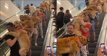 <p>If you have ever been to a shopping mall, you may have seen some interesting things. All types of people, and even animals, can show up there. But, have you ever seen an escalator filled with the cutest golden retrievers?</p>

<p><a href="https://www.youtube.com/shorts/AfiDwo6b6p8">This video clip</a> shows us just that. Filmed at the Passo Fundo shopping mall in Brazil, we just keep seeing dog after dog, all held by their owners, going down the escalator.&nbsp;</p>

<p>The sweet babies look like some of them are little puppies and others are grown dogs. Some do look a little more comfortable than others. This is the type of video you want to watch over and over as you watch the dogs and owners come down the escalator again and again.&nbsp;</p>

<p>Golden retrievers <a href="https://en.wikipedia.org/wiki/Golden_Retriever">are a Scottish breed</a> of retriever dog that was developed in Scotland in the 1800s. They can grow up to 55-75 lbs and have a life expectancy of 12-13 years.&nbsp;</p>

<p>These dogs are also one of the most popular breeds in the Western world. Often compared to the labrador retriever, they do have a longer coat than they do and are a bit more laid back. Although both breeds are known to be friendly, the lab can be more energetic than a golden retriever.&nbsp;</p>

<p>So many people love these sweet dogs in the video, as you can tell by <a href="https://www.youtube.com/shorts/AfiDwo6b6p8">the comments</a>:</p>

<p>&ldquo;Cuteness Overload And They're All Absolutely Adorable Together&rdquo;</p>

<p>&ldquo;So many lovely babies,&nbsp; so cute !&rdquo;</p>

<p>&ldquo;All are just teddy bears&rdquo;</p>

<p>&ldquo;Invasion of Golden Retrievers&rdquo;</p>

<p>&ldquo;It's. official.&nbsp; &nbsp; all. &nbsp; Golden. &nbsp; Retriever. ARE. &nbsp; Big. &nbsp; Babies.&rdquo;</p>

<p>Dogs are such amazing animals. We bring them into our homes and they give us so much love and joy. There is just something about seeing so many together at once that melts our hearts.&nbsp;</p>

<p><em>&ldquo;In whose hand is the soul of every living thing, and the breath of all mankind.&rdquo; - <a href="https://www.godtube.com/bible/job/12-10">Job 12:10</a></em></p>
