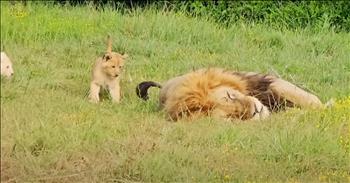 <p>A couple of playful lion cubs refused to let their father sleep, finding possibly the sweetest way to disturb their dad&rsquo;s attempt at a nap.</p>

<p>An afternoon nap is one of life&rsquo;s most undervalued activities. Who doesn&rsquo;t enjoy getting in a little midday snooze on the weekend? It&rsquo;s a quick and easy way to recharge those batteries.</p>

<p>However, naps, as it appears, are for those who are not parents. Children require near-constant, around-the-clock attention. They have needs that must be met in a timely fashion. If not, they will wail and wail until they are satisfied. Napping in an environment like that is impossible.</p>

<p>Sadly, not only are naps essentially eliminated after becoming parents but often even sleeping at night. Children, especially when they are little, wake up at all hours through the night. That&rsquo;s why new parents often look so incredibly tired. It&rsquo;s because they are incredibly tired.&nbsp;</p>

<p>As <a href="https://www.youtube.com/watch?v=hvLAlJnpTOk&amp;t=1s">one video posted on YouTube</a> hilariously displays, naps are not only a luxury for childless humans but for animals without offspring. The short, 1-minute clip shows a lion relaxing, trying to catch some shuteye in the middle of a field. He&rsquo;s minding his own business, hoping to get a few moments of peace and quiet.</p>

<p>But the lion&rsquo;s nap is soon disturbed. Two lion cubs come upon their father&rsquo;s swishing tail. They are obviously intrigued, and so they must investigate. They proceed to playfully swat at their father&rsquo;s tail, seeing it as a new toy.&nbsp;</p>

<p>Dad, several times, tries to dissuade the curious lion cubs from his tail. He swings it violently into the air as if warning them to keep their distance and let him sleep, please!&nbsp;</p>

<p>But Dad&rsquo;s efforts are not enough to keep the cubs away. They continue to bat at their dad&rsquo;s tail, and soon he is up because any further attempts to get some sleep will be in vain.&nbsp;</p>

<p>Naps, we didn&rsquo;t know what we had until it was gone!</p>

<p><em><a href="https://www.godtube.com/bible/ephesians/6-4">Ephesians 6:4</a> &ldquo;And, you fathers, do not make your children angry: but give them training in the teaching and fear of the Lord.&rdquo;</em></p>
