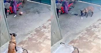 <p>One smart pup was able to detect a potentially dangerous and life-threatening situation, acted quickly and saved the day.</p>

<p>The creatures who make up the furry and four-legged community are fascinating. Animals never seem to fail to surprise and mesmerize. A lot of the time, it&rsquo;s because of the laughs and free entertainment they provide. Cats and dogs have a knack for getting themselves into hilarious and inexplicable situations. Their hijinks and quirky personalities will keep you laughing most days.</p>

<p>However, other times, dogs and cats will surprise you with their stunning amount of smarts and emotional intelligence. They can read and understand situations better than most people would like to admit. One eye-opening <a href="https://www.threads.net/@psycohousecat/post/C4GdYtPRkMa/?igshid=MzRlODBiNWFlZA%3D%3D">clip posted on social media</a> perfectly demonstrates the intelligence some animals possess.</p>

<p>The short video begins with a dog sitting silently on a bench or a stool of some kind, looking in the direction of a parked motorized scooter. Moments into the video, something is terribly wrong, and we aren&rsquo;t the only ones who notice that something is definitely amiss.</p>

<p>The outlet that the scooter is plugged into starts sparking. For a moment, the animal sits and takes in the sight, almost as if surveying the situation and trying to determine the best course of action.</p>

<p>Eventually, the brave dog approaches the sparking outlet and disconnects the device, preventing what could have been a potentially dangerous situation.&nbsp;</p>

<p>The dog risked being electrocuted as it bit on, tugged and pulled on the cords several times until it was successful.&nbsp;</p>

<p>As the short clip demonstrates, dogs are loving, loyal, extremely intelligent and brave. The animal could have been greatly injured. Thankfully, the dog did not appear to sustain any injuries because of its heroic deed.&nbsp;</p>

<p><em><a href="https://www.godtube.com/bible/genesis/1-21">Genesis 1:21</a> &ldquo;And God created great whales, and every living creature that moves, which the waters brought forth abundantly, after their kind, and every winged fowl after his kind: and God saw that it was good.&rdquo;</em></p>
