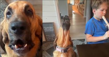 Dog Hysterically Howls Whenever Young Man Plays Instrument