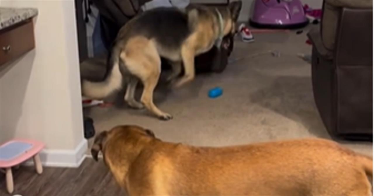 German Shepherd's Adorable Reaction To Hearing Its Favorite Song