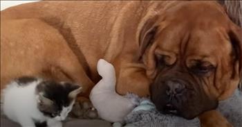 <p>Wendy and George make the perfect pair!</p>

<p>In <a href="https://www.youtube.com/watch?v=Dzb4Mtpi430">this YouTube video</a>, we get to hear the story of how a 135lb dog became obsessed with a tiny kitten.&nbsp;</p>

<p>The story begins when the filmmaker finds the sweetest little kitten alone at the park. &ldquo;Wendy just was kinda sitting by a tree,&rdquo; <a href="https://www.youtube.com/watch?v=Dzb4Mtpi430">the owner says</a>. They took her home, and we see clips of the kitten and her new owner playing together.&nbsp;&nbsp;</p>

<p>We then get to see the dog, George. He is a pretty big guy, around 135lbs, and the kitten sits beside him. The two animals bonded instantly, even though she was just the size of his paw. &ldquo;She would climb onto his back and sit,&rdquo; the owner says.</p>

<p>Every time they tried to move the kitten, she would return to George. Wendy doesn&rsquo;t seem to be afraid of anything. She loves George and meows whenever she sees him.</p>

<p>Wendy, the kitten, isn&rsquo;t George&rsquo;s only animal friend. They also have a duck and a chicken, and George is great with them. But there is definitely something special about Wendy. &ldquo;But with Wendy, it&rsquo;s just like they have this bond that is so apparent and obvious right from the get-go. It&rsquo;s the best thing ever,&rdquo; the owner <a href="https://www.youtube.com/watch?v=Dzb4Mtpi430">says</a>.</p>

<p>Before Wendy, there was Debbie, the pig. George and Debbie were very close, and we see a clip of them playing together. George was heartbroken when she passed, so Wendy came into his life at the exact right time and filled a void in his heart. &ldquo;Wendy has definitely made George feel whole again,&rdquo; the owner tells us.&nbsp;&nbsp;</p>

<p>What a special relationship these two have. Watching the two playing and living together in bliss warms the heart. We need more of that in this world.&nbsp;</p>

<p><em>&ldquo;And God made the beast of the earth after his kind, and cattle after their kind, and every thing that creeps on the earth after his kind: and God saw that it was good.&rdquo; - <strong><a href="https://www.godtube.com/bible/genesis/1-25">Genesis 1:25</a>&nbsp;</strong></em></p>
