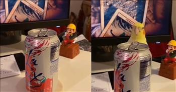 <p>A clever bird ducked down behind an aluminum can during the cutest and most hilarious game of peek-a-boo ever.</p>

<p>All animals are part of the Lord&rsquo;s creation. The same God who created the sun, moon and stars and mankind also made dogs, cats, birds and every other member of the animal community. Yes, even your neighbor&rsquo;s annoying dog, barking at all hours of the night, is a part of God&rsquo;s creation.</p>

<p>Those who are part of God&rsquo;s creation are unique, and animals are no exception to this rule. Anyone who has ever had a pet will completely agree with that statement. Animals continually find ways to entertain, amuse and surprise us. Whether it&rsquo;s because of their startling amount of intelligence, quirky, off-beat personalities or strange new habits, animals are fascinating creatures.&nbsp;</p>

<p>In a <a href="https://www.tiktok.com/@tiktosus/video/7282116100362358048">short, minute-long clip posted on TikTok</a>, a bird found a surprisingly intelligent but still hilarious way to play a popular children&rsquo;s game with its owner. The clip is a shot of a La Croix soda can, but what is behind the can will have you doubled over with laughter.</p>

<p>Seconds into the clip, a brightly colored yellow bird pops up from behind the aluminum container. It continues this motion throughout the clip, obviously playing with its owner, who can be heard giggling at the winged creature&rsquo;s hysterical antics.</p>

<p>But at the 20-second mark, the video gets even better.&nbsp;</p>

<p>The animal starts saying the name of the game it is playing with its owner. The bird begins whistling &ldquo;peek-a-boo,&rdquo; much to the woman's delight behind the camera.&nbsp;</p>

<p>Animals never cease to amaze. They are full of surprises and constantly entertain us with their intelligence and unique personalities.</p>

<p>What a cute and funny clip!</p>

<p><em><strong><a href="https://www.godtube.com/bible/matthew/6-26">Matthew 6:26</a></strong> &ldquo;See the birds of heaven; they do not put seeds in the earth, they do not get in grain, or put it in storehouses; and your Father in heaven gives them food. Are you not of much more value than they?&rdquo;</em></p>
