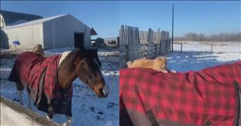 <p>Watching cat videos is a staple of internet culture. This orange kitty will crack you up as she rides on the back of a horse.&nbsp;</p>

<p>The caption <a href="https://www.instagram.com/reel/C336avkiKZp/?utm_source=ig_embed&amp;ig_rid=07e5d2c1-cfd4-4405-b5ec-44641b665f90">for this video says</a>, &ldquo;GIDDY UP: Adorable video shows cat and horse becoming pasture pals while living life on a farm.&rdquo;</p>

<p>As you watch the video, you see the horse galloping with the orange cat chilling on its back without a care. If only we could all be so carefree in our own lives. The cat doesn&rsquo;t seem concerned that the horse would throw it off.&nbsp;</p>

<p>At the end of the video, the horse lays down, and you hear, &ldquo;She&rsquo;s going to roll,&rdquo; and that&rsquo;s exactly what happens. It is as if the horse says, &ldquo;Get off my back, I am done with this free ride!&rdquo; The cat falls off and runs away.&nbsp;</p>

<p>Even though the caption says, &ldquo;becoming pasture pals,&rdquo; you have to wonder what the horse is really thinking. As one commenter <a href="https://www.instagram.com/reel/C336avkiKZp/?utm_source=ig_embed&amp;ig_rid=07e5d2c1-cfd4-4405-b5ec-44641b665f90">says</a>, &ldquo;I'm not sure about the "buddies" part--sure looks like the horse did a rollover to get the darn thing off of his back!&rdquo;&nbsp;</p>

<p>Either way, these two are living on the same farm together, and this isn't the first time the cat hitched a ride with the horse. She seemed to know what she was doing. One commenter had some advice for the cat, she says, &ldquo;That car (cat) should have a helmet on.&rdquo; And maybe they should. Safety first!&nbsp;</p>

<p>Animals can be such fun creatures with minds of their own. If you film them for a bit, you will likely come up with something funny that is worth sharing. This cat hitching a ride is one example of that.&nbsp;</p>

<p><em>&ldquo;Who teaches us more than the beasts of the earth, and makes us wiser than the fowls of heaven?&rdquo; - <strong><a href="https://www.godtube.com/bible/job/35-11">Job 35:11</a></strong></em></p>
