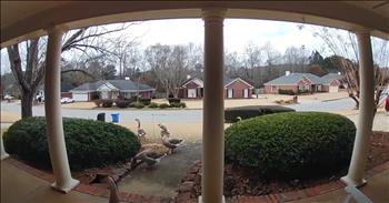 Doorbell Camera Captures Woman's Hilarious Encounter With Upset Geese