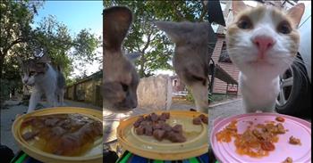 <p>A man&rsquo;s unique approach to feeding hungry stray cats with a child&rsquo;s toy lovingly dubbed the "Purrmobile,&rdquo; for these daily adventures of delivering not just nourishment but hope and happiness to his whiskered friends.</p>

<p>In the bustling streets of Aktau, Kazakhstan, Vladislav Prokhorov, a 28-year-old with a heart as warm as a sunbeam, is on a mission to bring joy to the stray cats that roam the alleys and corners. Armed with nothing but a child's toy and an endless well of compassion, Vladislav is a modern-day hero in the eyes of these furry felines. In a way, these recorded encounters are a game of cat and mouse with a remote-controlled car!</p>

<p>Each day, Vladislav captures the attention of his feline audience, their whiskers a-twitch with anticipation as they eagerly await the arrival of their favorite food-bearing vehicle. His remote-controlled car slowly approaches these timid and hungry felines, almost as if to say, &ldquo;It&rsquo;s meow or never&rdquo; for fine dining as he maneuvers the Purrmobile through the streets, spreading joy with every turn of the wheel.</p>

<p>It&rsquo;s been over a year since Vladislav started creating feline video encounters and he is grateful people are watching. &ldquo;My content is aimed at making society pay attention to homeless animals and not harm them. I see results. They write to me that thanks to my videos, people began to feed stray dogs and cats. This is wonderful," <a href="https://www.sunnyskyz.com/happy-videos/13167/Man-Uses-A-Remote-Controlled-Car-To-Feed-Homeless-Cats-Across-The-City">said</a> Vladislav.&nbsp; Vladislav has turned feeding time into a purr-fect spectacle.&nbsp;</p>

<p>"It's amazing to watch how tailed animals react to food; cats often sniff before eating," Vladislav <a href="https://www.sunnyskyz.com/happy-videos/13167/Man-Uses-A-Remote-Controlled-Car-To-Feed-Homeless-Cats-Across-The-City">said</a>. "During the filming, funny moments occur when the animals engage in a real 'battle' for food, and the camera captures epic footage." And his efforts haven't gone unnoticed. Messages flood in from viewers expressing gratitude for inspiring them to lend a helping hand to the strays in their own neighborhoods.</p>

<p>So, the next time you spot a stray cat, remember the paw-sitive impact you can make with a simple act of kindness. And who knows, you might just find yourself joining Vladislav's army of compassionate cat enthusiasts, spreading joy and kibble wherever you go!</p>

<p>As Vladislav continues his noble crusade, one remote-controlled car ride at a time, he reminds us all of the power of kindness and the importance of reaching out to those in need, whether they walk on two legs or four. So, let us praise Vladislav for his unwavering dedication and thank God for blessing us with compassionate souls like him, who remind us that even in the smallest acts of kindness, miracles can happen.</p>

