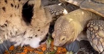 <p>Check out this intriguing footage caught on camera. A tortoise and cheetah share a heartwarming bond.&nbsp;</p>

<p>At the beginning of this clip, we see a young woman sharing the good news about a cheetah named Tuesday who lives in Florida, cuddling up to a large tortoise. The reporter shares that the cheetah literally has an &ldquo;emotional support tortoise.&rdquo; This adorable reptile is named Penzi. They live at the Carson Springs Wildlife Conservation Foundation in Gainesville, Florida.&nbsp;&nbsp;</p>

<p>Witnessing this duo is unusual. I can honestly say that I have never seen anything quite like it before. This unique pair eats out of the same bowl and plays with toys together. Apparently cheetahs are very shy and have been known to have &ldquo;support animals such as dogs, but this help found with Penzi the tortoise is special.&nbsp;</p>

<p>Tuesday was raised by owners who had her around house cats. This reveals why she is so tamed. We then see photos of the wild cat and the large reptile together. At the end of the video, we witness Tuesday lying up against Penzi while purring as they take an afternoon nap. It is so adorable.&nbsp;</p>

<p>Watching these two unlikely creatures become friends and supportive of one another reminds us that we as believers are called to be the body of Christ even if we have differences. The Spirit and the Word unite us and we are One in Jesus.&nbsp;</p>

<p><em>&ldquo;There is one body and one Spirit, just as you were called to one hope when you were called; one Lord, one faith, one baptism; one God and Father of all, who is over all and through all and in all.&rdquo; <strong><a href="https://www.godtube.com/bible/Ephesians/4-4">Ephesians 4:4-6</a></strong></em></p>
