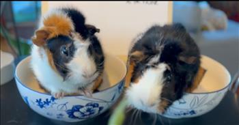 <p>Check out this cute contest of two guinea pigs battling for the crown! This is one eating contest that is sure to put a smile on your face.</p>

<p>"Challenger Wilbur is determined to beat reigning champ Milo in the much anticipated Guinea Pig Parsley Eating Contest,&rdquo; reads the caption of the YouTube video.</p>

<p>Before the start of the parsley eating contest, the video shows Wilbur and Milo sitting in lovely blue and white flower bowls while patiently waiting for their parsley pieces. The sign behind one guinea pig reads: &ldquo;#1 contender, &lsquo;Wilbur,&rsquo; 2 lbs. 10 oz.&rdquo; The other sign reads: &ldquo;Reigning Champ, &lsquo;Milo,&rsquo; 2 lbs. 12oz.&rdquo;</p>

<p>As soon as the guinea pigs are given their pieces of parsley, they immediately start to eat the fresh herb. By the looks of it, this race is going to be a close one! But the reigning champ, Milo, pulls ahead at the end and wins the contest! Milo is one parsley-eating machine!</p>

<p>The owner of Wilbur and Milo is Teresa, who was the one who filmed this close race. Teresa shared that she adopted Milo right after Wilbur came into her care.</p>

<p>&ldquo;I was Wilbur&rsquo;s babysitter for my son&rsquo;s girlfriend when they traveled abroad,&rdquo; Teresa <a href="https://laughingsquid.com/guinea-pig-parsley-eating-contest/">said</a>. &ldquo;Their relationship didn&rsquo;t last, but my parenthood of Wilbur became forever. The same day I was asked to keep him was the same day I adopted Milo (as I googled how to be a GP parent, and Rule #1 is that you shouldn&rsquo;t own just 1 (they are herd animals and need a social environment to thrive).&rdquo;</p>

<p>Along with her two guinea pigs, Teresa also owns two small dogs, a Maltese and a Yorkie. What a cute crew of critters Teresa has living with her!</p>

<p>We hope that you enjoyed this little video today of these adorable guinea pigs challenging each other to a parsley-eating contest!</p>
