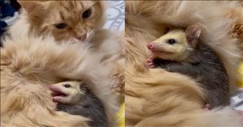<p>A baby possum finds warmth and comfort next to a cat in this unlikely tale of feline nurturing. Or should we say, nestled in its fur!&nbsp;</p>

<p>A fluffy orange cat in Oklahoma has taken on the role of mama to an unexpected little critter &ndash; a baby possum. The heartwarming story unfolded when the residents discovered the tiny possum nestled inside their couch. The tiny creature fell off its mother as she entered the cat door.&nbsp;</p>

<p>Initially mistaking the creature's cries for those of a bird, they soon realized the true nature of their visitor. That&rsquo;s right, folks &ndash; you read that right. The residents in Oklahoma regularly get visits from possums sneaking into the house through the cat door. And in this instance, a mama possum accidentally left one of her brood behind!</p>

<p>Despite their differences in species, the compassionate cat welcomed the baby possum with open paws, offering it a warm and comforting embrace. With its soft fur providing a cozy refuge, the possum found solace in the affectionate presence of its newfound feline mama. As the adorable duo snuggled together, it was clear that an unlikely bond had formed between them.</p>

<p>The heartening scene captured the attention of the internet, with a video of the unlikely pair quickly going viral and amassing over 11,046 views. Viewers witnessed the gentle interaction between the fluffy orange cat and the tiny possum, and the power of compassion and acceptance touched them. And a little humor, too, as the baby hissed when the residents of the home got a little too close for comfort.&nbsp;</p>

<p>In a world often divided by differences, the story of this unlikely friendship serves as a reminder that love knows no bounds. Whether furry or feathered, big or small, kindness transcends species barriers, bringing creatures together in unexpected harmony.</p>

<p>As the fluffy orange cat and the baby possum continue to find comfort in each other's company, their heartwarming tale reminds us of the beauty of embracing diversity and nurturing kindness. In a world that can sometimes feel chaotic and uncertain, may we all be inspired by their example to extend a paw of friendship and a purr of compassion to those around us.</p>

<p><em><strong><a href="https://www.godtube.com/bible/proverbs/12-10">Proverbs 12:10</a></strong> "A righteous man cares for the needs of his animal, but the kindest acts of the wicked are cruel."&nbsp;</em></p>
