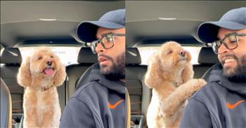 <p>A clever and incredibly adorable dog stunningly solved a series of math problems.</p>

<p>For some people, school was an overwhelmingly positive experience. They excelled in classes, grasping the material the teacher was dispensing and instructing on with relative ease and little effort. School may have been another, much more negative experience for other people. School might have been one big, massive struggle, and no matter how much they tried or studied, it did not click.</p>

<p>However, most people likely experienced something in the middle of those two situations. Some of the material came easier and as a result, those classes were enjoyable. Other courses were not as easily understood. Math, for me, seemed always to be a struggle, at least in some form. Of course, something like algebra or geometry came much more effortlessly than calculus or other higher-level forms of mathematics.&nbsp;</p>

<p>Like everything else, math is one of those things that some people learn easier than others. And now, even dogs are seemingly learning and solving math problems.</p>

<p>A <a href="https://www.instagram.com/p/C51r0Z3LFiY/">cute and hilarious clip</a> posted on social media shows a clever canine answering a series of division, multiplication, addition and subtraction problems. The man in the video offers the problems to the animal behind him.</p>

<p>Hilariously, the dog momentarily pauses after the man mentions the problem he wants the animal to solve. The canine&rsquo;s actions give viewers the impression that it is actually thinking about and processing the just-announced problem.</p>

<p>After a few moments, the dog answers every problem in the video by placing its paw on the man&rsquo;s shoulder. The number of times the dog puts its paw on the man&rsquo;s shoulder signals its answer to the problem.&nbsp;</p>

<p>Amazingly, the dog gets every question correct.</p>

<p>Maybe this was the dog that actually did eat your homework, but before it did, it read and absorbed all that knowledge before helping itself to a nice snack.&nbsp;</p>

<p><em><strong><a href="https://www.godtube.com/bible/proverbs/12-10">Proverbs 12:10</a></strong> &ldquo;An upright man has thought for the life of his beast, but the hearts of evildoers are cruel.&rdquo;</em></p>
