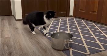 Timid Cat Has Hilarious Reaction To Leaky Roof