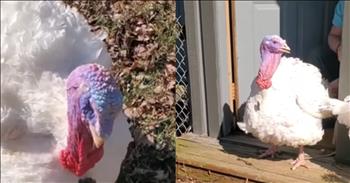 <p>A turkey had a funny but sweet reaction to seeing sunlight and experiencing the outdoors for the first time.</p>

<p>There isn&rsquo;t much better in this world than stepping outside in the sunshine and getting fresh air. It&rsquo;s hard to be in a bad mood when standing outside on a gorgeous spring day. The clear blue skies, the warm sunshine on our faces and the light breeze are simple but powerful and visible signs of God&rsquo;s love and blessings in our lives.</p>

<p>Who else but an all-powerful and loving God would allow us to enjoy something so simple but wonderful? We all take those kinds of days for granted. We don&rsquo;t miss them until winter when they are gone for three to four months at a time.&nbsp;</p>

<p>But how would someone react if they had never experienced a perfect spring day? How would we describe such a day to someone who had never experienced sunshine or even seen the sun before?&nbsp;</p>

<p>Well, a <a href="https://www.youtube.com/watch?v=W5BUKf0q0Ik">clip posted on YouTube</a> captured a turkey&rsquo;s first moments outside. The turkey, hilariously named Kevin, took its first steps outside and seemed utterly amazed at that big, warm yellow circle in the sky.</p>

<p>A woman behind the camera asks the clearly befuddled animal what it thinks about the sun. The animal then turns its head sideways as it takes in this brand-new experience.&nbsp;</p>

<p>Rescued from a slaughterhouse, Kevin starts to warm up to his new surroundings and takes a few more steps outside. The bird soon discovers that green item that magically sprouts up out of the ground, grass. A few moments later, Kevin decides to find out how grass tastes.&nbsp;</p>

<p>Animals are fascinating creatures. They are much more intelligent and aware of their surroundings than most people would like to admit. Kevin immediately sensed something was different and was incredibly cautious as he took in this entirely new experience and location.</p>

<p><em><strong><a href="https://www.godtube.com/bible/proverbs/12-10">Proverbs 12:10</a></strong> &ldquo;An upright man has thought for the life of his beast, but the hearts of evildoers are cruel.&rdquo;</em></p>
