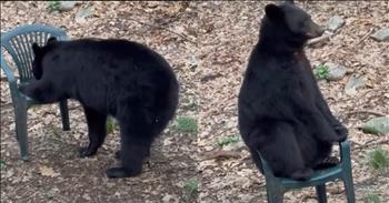 <p>A large black bear made himself at home when he hilariously climbed up a chair and sat down.</p>

<p>Most people, if not everyone, love and respect animals. They understand that animals deserve care, kindness and respect. That&rsquo;s all anybody wants. Everyone, including animals, wants to be treated right.</p>

<p>Treating animals with the proper amount of respect may include keeping a safe distance from them. Snakes, lions, alligators and bears immediately come to mind when considering such a group of creatures. However, that still doesn&rsquo;t mean they can&rsquo;t be watched and observed, but from a respectable distance.&nbsp;</p>

<p>A <a href="https://www.youtube.com/watch?v=SNOeirWxW-4">clip posted on YouTube</a> shows a large black bear as it comes upon a green, plastic chair. Like every other creature, the bear in the clip is immediately intrigued when it encounters something new. It slowly walks over to the outdoor furniture and gives it a good smell, inspecting the chair.&nbsp;</p>

<p>In addition to the visuals of the bear with the green-colored chair, viewers also get commentary from the woman filming the animal&rsquo;s interaction with the furniture. Before the bear climbs up, she mentions that the animal is grabbing a drink as it laps up some water on the chair.</p>

<p>After quenching its thirst, the bear pulls itself up, climbs into the chair and sits down. Hilariously, the bear uses the chair correctly, similar to how a human being would have sat down.&nbsp;</p>

<p>Once seated, the woman behind the camera continually calls the bear &ldquo;a good boy.&rdquo; Neither the bear nor the woman seems startled or dismayed by the other&rsquo;s presence. After a few moments, the bear decides it has had enough of the chair and continues the rest of its day.&nbsp;</p>

<p>Maybe it has a picnic to crash or something?</p>

<p>Animals are fascinating creatures, as this short video clearly shows.</p>

<p><em><strong><a href="https://www.godtube.com/bible/proverbs/12-10">Proverbs 12:10</a></strong> &ldquo;An upright man has thought for the life of his beast, but the hearts of evildoers are cruel.&rdquo;</em></p>
