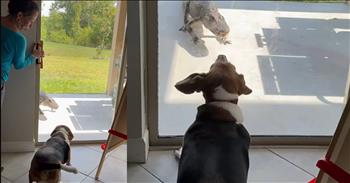 Alligator Hysterically Flees from Barking Dog In Funny Encounter