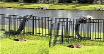 <p>A determined alligator has amazed millions of people by climbing over a fence in a video that has gone viral.</p>

<p>Animals are fascinating, unique and often entertaining beings. Their ability to surprise and amaze seems to never end. Dogs, cats and other domesticated animals consistently demonstrate that they are much more intelligent than most people would like to admit.&nbsp;</p>

<p>YouTube is filled with clips of dogs, cats, birds, chickens and nearly every other animal doing some genuinely fascinating things. Some of their jaw-dropping activities are the result of habit and instinct. However, others come from the creature picking up the information, processing it and amazingly putting it into action.&nbsp;</p>

<p>An awe-inspiring and <a href="https://www.tiktok.com/@erinmorrigan/video/7362631120132951342">somewhat frightening clip posted</a> on social media shows an alligator at a fence, propping itself up on it and then climbing over the barrier. After successfully scaling the fence, the creature will likely have entered the nearby pond.&nbsp;</p>

<p>Yes, amazingly enough, the alligator climbs over the fence! Just when you thought it was safe to go outside, right?&nbsp;</p>

<p>It&rsquo;s probably a good guess that the number of houses on the market in that neighborhood will rapidly increase. Who would want to live near that?&nbsp;</p>

<p>Alligators are known for their incredible strength and the ability to latch onto and bite creatures as they stealthily sneak up on their prey. Once an alligator clamps down on its prey, sinking its teeth into that object or creature, it&rsquo;s essentially game over. Therefore, any sane person would keep a reasonable distance away from alligators.</p>

<p>Everyone knows about an alligator&rsquo;s strength and scary set of pearly whites. However, who knew they could also get over barriers like fences? Apparently, there is a whole other reason to avoid those scaly creatures.&nbsp;</p>

<p>According to the description of the stunning clip, the being&rsquo;s stunning maneuver took place in South Carolina.&nbsp;</p>

<p><em><strong><a href="https://www.godtube.com/bible/proverbs/12-10">Proverbs 12:10</a></strong> &ldquo;An upright man has thought for the life of his beast, but the hearts of evildoers are cruel.&rdquo;</em></p>
