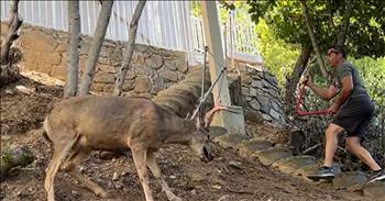 <p>A man&rsquo;s compassionate act frees a deer trapped in chains. In a heartwarming display of compassion and bravery, Detective Randy Catalina Island exemplified the true essence of human kindness by rescuing a distressed buck tangled in chains. The incident unfolded one afternoon as concerned passersby noticed the unfortunate animal trapped near a stairway on a hillside.</p>

<p>Detective Randy was just coming home from work when he was asked if he could help a neighbor free the frightened buck. With a sense of urgency, the community rallied together to aid the helpless creature. Detective Randy, undeterred by the potentially perilous situation, fearlessly took charge of the rescue effort. Equipped with bolt cutters provided by a thoughtful neighbor, he ascended the stairs toward the distressed buck.</p>

<p>Despite the tension in the air, Detective Randy approached the scene calmly, his soothing words serving as a beacon of hope for the beleaguered animal. The buck, its antlers ensnared in the unforgiving chain, appeared visibly exhausted from its futile struggle for freedom.</p>

<p>Undeterred by the daunting task ahead, Detective Randy meticulously made several cuts in the chain, each snip-inching the deer closer to liberation. With each cut of the bolt cutters, a collective sense of anticipation filled the air, mingled with palpable relief as the final link fell away.</p>

<p>In a moment that epitomized triumph over adversity, the deer, now freed from its entanglement, bounded away into the safety of the surrounding wilderness. A chorus of jubilant cheers erupted from the onlookers as they witnessed the majestic creature reclaim its freedom.</p>

<p>As the sun began its descent over the tranquil landscape of Catalina Island, the memory of this remarkable rescue served as a poignant reminder of the power of compassion and community. In a world often fraught with challenges, it is moments like these that reaffirm the enduring bond between humans and the natural world, reminding us of our capacity for empathy and kindness.</p>

<p><em><strong><a href="https://www.godtube.com/bible/isaiah/58-10">Isaiah 58:10</a></strong> &ldquo;If you pour yourself out for the hungry and satisfy the desire of the afflicted, then shall your light rise in the darkness and your gloom be as the noonday.&quot;</em></p>
