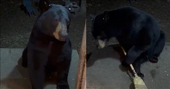Brave Homeowner Captures Bear's Broom Heist On Camera