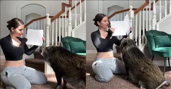 <p>You hear you can&rsquo;t teach an old dog new tricks, but no one said anything about a pig. In this adorable video, a large pig amazes us with its incredible reading ability in this viral video.</p>

<p>At the start of this video, we see a young woman sitting on the carpet of her living room with a large pet pig. She proceeds to show the pig the word sit. Suddenly, the large animal sits down on his bottom. It is absolutely incredible. This farm animal can read. Next, she adorably shows the pig the word kiss and he comes up with his snout and preciously gives a kiss to the paper and his owner.&nbsp;</p>

<p>Afterwards, she shows the words high five and the pig impressively picks up his front leg and gives her a high-five. She is very proud of her precious pet. At the end of the video, she shows the word jump. Can a pig really jump? Well, this pig proves us wrong for thinking otherwise, he jumps off on all fours and she gives him a treat.</p>

<p>This is an incredible clip of what you can do when you put your mind to it and try new things. This young woman took the opportunity to try to teach her pig how to read. This is something that many of us would not believe could be possible however it was possible. There may be things in your life that you feel are impossible to achieve. We are reminded that with God all things are possible. Today as you witness this video, may it be a reminder that you can do more than you ever thought you could with Christ&rsquo;s help, just like a pig can read.</p>

<p><em>&ldquo;Jesus looked at them and said, &ldquo;With man this is impossible, but with God all things are possible.&rdquo; <strong><a href="https://www.godtube.com/bible/Matthew/19-26">Matthew 19:26</a></strong></em></p>
