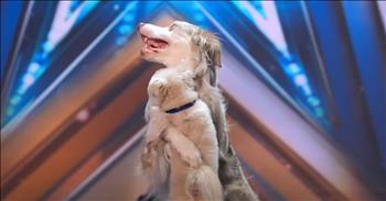 <p>Lucy Heath and her cute dogs steal the show with their stunning moves on Britain&rsquo;s Got Talent 2024!</p>

<p>Meet 38-year-old <a href="https://thetrickstars.com/aboutus">Lucy Heath</a> from Grantham in Lincolnshire, England. Lucy is joined by her 5-year-old border collie, Strike. She&rsquo;s returned to <em>BGT </em>&ldquo;to have another go&rdquo; after appearing on <em>BGT </em>2016 and finishing in 7th place.&nbsp;&nbsp;</p>

<p>Lucy shares that when she visited in 2016 she brought her little dog Trip Hazard, and the judges remember the Pomeranian-Maltese. What a cute name! Strike and Trip Hazard are two of the six dogs that are part of Lucy&rsquo;s crew known as The Trickstars. Tempo, Dizzy, Foxy, and Princess Peach round out the team.&nbsp;</p>

<p>Lucy also reports that she now has a little boy named Ethan. She jokes that training the dogs is easy, but training a toddler is not! Lucy is too humble. She hopes that her return to the show will set an example for her son to always follow his dreams and passions. And, she&rsquo;d like to win this time around, too.</p>

<p>The act is a blast from the first moment. Strike whispers into Lucy&rsquo;s ear, imitates his master&rsquo;s moves, and joins Lucy and dog number two, Tempo, in a dance. The three combine moves vaguely resembling a conga line and the bump. Soon, <a href="https://trendingamerican.com/lucy-heath/">Dizzy and Princess Peach</a> are on stage, too. The kids in the crowd host Declan and Anthony behind the curtain, and judges Simon, Alesha, Bruno, and Amanda go crazy with delight!</p>

<p>As the act wraps up, Dizzy takes a ride on Strike&rsquo;s back and gives the big guy a puppy hug before heading off the stage with Lucy! It&rsquo;s incredible!</p>

<p>Simon says that he&rsquo;s speechless, but he does tease Bruno that he&rsquo;s reminded of a show he used to do, a reference to <em>Dancing with the Stars</em>. Bruno and Amanda tell Lucy that they think hers is the best dog act they&rsquo;ve ever seen, and Alesha loves Lucy&rsquo;s &ldquo;competitive spirit.&rdquo; With four yeses, Lucy and The Trickstars will remain in the competition!&nbsp;</p>

<p><em>&ldquo;Your love has given me great joy and encouragement, because you, brother, have refreshed the hearts of the Lord&rsquo;s people.&rdquo; <strong><a href="https://www.godtube.com/bible/philemon/1-7">Philemon 1:7</a></strong></em></p>
