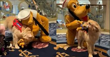 <p>A golden retriever has the most adorable reaction when meeting the Disney character Pluto, and the interaction will melt your heart.</p>

<p>Walt Disney World is a place that nearly every child wants to visit at one time or another. It&rsquo;s a place where cherished and dearly held memories are made. From the four central Florida parks&rsquo; tasty treats, the many iconic rides and the awe-inspiring sights, like Cinderella&rsquo;s castle in Magic Kingdom, it&rsquo;s no wonder why millions of people visit those parks every year.&nbsp;</p>

<p>Another big draw for those Florida parks is the chance that visitors will get to meet and interact with Disney characters such as Mickey Mouse, Donald Duck, Buzz Lightyear and Goofy. As Disney has expanded its entertainment avenues, the parks aren&rsquo;t the only places where the characters will pop up and greet fans. Those same beloved characters also show up on the many Disney cruises.</p>

<p>As <a href="https://www.youtube.com/shorts/XZQwYyrvf0o">one video posted on YouTube shows</a>, children are not the only ones who are fans of Mickey Mouse and the gang. Their fans even extend into the furry, four-legged community.&nbsp;</p>

<p>The short but sweet clip shows Forest, a golden retriever service dog, aboard a Disney cruise ship, waiting patiently by someone in a wheelchair when suddenly Pluto turns the corner. The character quickly approaches Forest, who is overjoyed by the sight of the character.</p>

<p>Text in the video makes it clear that Forest loves meeting and interacting with the Disney characters. However, Pluto holds a special place in Forest&rsquo;s heart. Pluto is his favorite.</p>

<p>In the clip, Forest, carrying a miniature stuffed Pluto in his mouth, walks up to the character as if he&rsquo;s been reunited with his long-lost best friend. It&rsquo;s likely the most precious sight you&rsquo;ll see today, as Forest cannot get enough of Pluto.</p>

<p>What a sweet and precious moment! Even dogs are big Disney fans!</p>

<p><em><strong><a href="https://www.godtube.com/bible/proverbs/12-10">Proverbs 12:10</a></strong> &ldquo;An upright man has thought for the life of his beast, but the hearts of evildoers are cruel.&rdquo;</em></p>

