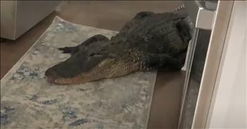 8-Foot Alligator Makes Unwelcome Visit to Florida Woman's Home