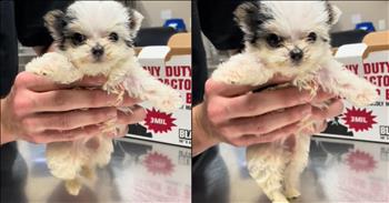 <p>In a world often dominated by the ruff and tumble of daily news, one viral sensation has emerged to wag its way into our hearts: an adorable dog captivating audiences with its jaw-dropping River Dance moves in a viral video! This adorable spectacle is the perfect cure if you've been feeling a bit "ruff" lately.</p>

<p>Puppies have a knack for melting hearts with their fluffy charm, but when they take to the dance floor, it's a whole new level of paw-dorable! This particular pupper's River Dance routine is not just cute&mdash;it's pure magic, leaving viewers barking with laughter and overflowing with "awws"s.</p>

<p>Originally shared on CuppaJ0's <a href="https://www.tiktok.com/@cuppaj0/video/7361913129762131242">TikTok</a> page, this viral sensation has taken the internet by storm, <a href="https://www.tiktok.com/@cuppaj0/video/7361913129762131242">garnering</a> nearly 32 million views, 7.3 million loves, and millions of comments! That's a whole lot of wagging tails and virtual belly rubs.</p>

<p>In the video, a tiny black and white furball takes center stage on an exam table at the vet's office. With the Irish Jig playing in the background, this little champ busts out flawless high steps, stealing hearts faster than you can say "paws-itively paw-some!"</p>

<p>The comment section is buzzing with admiration, with fans applauding the "littlest lad" for his undeniable talent. "I cannot compete with this," admits one <a href="https://www.tiktok.com/@cuppaj0/video/7361913129762131242">viewer</a>, while others find themselves hitting the replay button again and again, unable to resist the charm of this furry River Dance prodigy.</p>

<p>With accolades pouring in from all corners, it's clear that this pupper is not just a dancer&mdash;he's a distinguished gentleman of the highest order.</p>

<p>So, if you're in need of a pick-me-up, remember to share this heartwarming tale with a friend. Because in a world full of uncertainties, a dancing puppy is always a welcome sight&mdash;a reminder that sometimes, joy can be found in the most unexpected places.Thank goodness we have the ability to find joy and praise in all aspects of creation, including the playful antics of animals like the dancing puppy.&nbsp;</p>

<p>It reminds us that God's love and goodness can be seen and celebrated in the simplest and most delightful moments of life. Just as we find joy in witnessing the puppy's adorable dance, we are encouraged to praise the Lord for the wonder of His creation and the blessings He bestows upon us, even in the form of furry, four-legged friends.</p>

<p><em><strong><a href="https://www.godtube.com/bible/psalms/150-6">Psalm 150:6</a></strong> "Let everything that has breath praise the Lord. Praise the Lord."</em></p>
