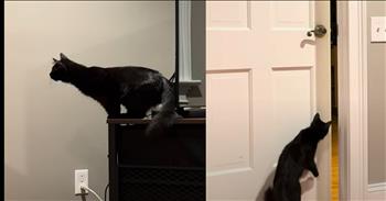 Cat's Comical and Ingenious Door-Opening Maneuver Captured on Video