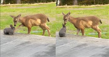 <p>Once upon an adorable day in Oregon, a baby deer and a rabbit had the sweetest interaction. It was almost as if the movie Bambi had come to life. The moment was captured on camera by homeowner Christopher Cody Everretts, whose backyard transformed into an enchanted forest. This real-life encounter between Bambi and Thumper becomes a magical chapter in his backyard. The baby deer and rabbit, aptly named Bambi and Thumper by adoring fans, met in a heartwarming scene caught on camera and quickly went viral.</p>

<p>With a natural grace that could only be choreographed by nature itself, the young fawn and the gray fluffy bunny approached each other. Their tentative curiosity mirrored that of newfound friends as they sniffed at each other, their noses twitching in unison. It was a scene straight out of a classic film as if Bambi and Thumper had stepped off the silver screen and into Christopher's backyard.</p>

<p>Their interaction was nothing short of magical. Bambi, the delicate fawn with its large, doe-like eyes, gently pawed at Thumper, the playful rabbit, who responded with an adorable nose wiggle and a twitch of his ears. The two animals shared a silent conversation, a sweet exchange of trust and companionship that spoke volumes without a single word.</p>

<p>Christopher, enchanted by the unfolding scene, couldn&rsquo;t believe his luck. I imagine Christopher and viewers alike half-expected to see Flower the skunk wander by! His video, shared on social media with the <a href="https://www.tiktok.com/@weatherchannel/video/7368987868116569386?embed_source=121374463%2C121433650%2C121404359%2C121351166%2C121331973%2C120811592%2C120810756%3Bnull%3Bembed_blank&amp;refer=embed&amp;referer_url=www.sunnyskyz.com%2Fhappy-videos%2F13284%2FOnce-Upon-A-Time-In-Oregon-Homeowner-Captures-Real-Life-Bambi-And-Thumper-Visit&amp;referer_video_id=7368987868116569386">caption</a>, &ldquo;If this Disney movie in real life doesn&rsquo;t melt your heart, we don&rsquo;t know what will,&rdquo; quickly spread, capturing the hearts of viewers worldwide. The video amassed likes and shares, with many commenting on the sheer cuteness and the serendipitous nature of the encounter.</p>

<p>Comments poured in from people who found joy and a sense of wonder in the video. &ldquo;It&rsquo;s moments like these that remind us of the simple, beautiful connections in life,&rdquo; one commenter wrote. Another added, &ldquo;This is exactly what the world needs right now &ndash; a reminder of the innocence and magic in nature.&rdquo;</p>

<p>Bambi and Thumper&rsquo;s real-life friendship poignantly reminds us of the Disney magic waiting to be discovered in our own backyards. Their playful, heartwarming interaction brought smiles to faces and rekindled a sense of childlike wonder and appreciation for the natural world. In a time when we all need a little more joy, this delightful deer and rabbit duo has shown us that magic is real, and sometimes, it comes in the form of a furry friendship.</p>

<p>Thank God for the precious gift of nature and the furry friends that fill our lives with joy and wonder. His creation is a testament to His boundless love and creativity, from the majestic forests to the tiniest creatures. These blessings remind us of His grace and goodness and of the simple yet profound ways they enrich our lives.</p>

<p><em><strong><a href="https://www.godtube.com/bible/job/12-7">Job 12:7-10</a></strong> &ldquo;But ask the animals, and they will teach you, or the birds in the sky, and they will tell you; or speak to the earth, and it will teach you, or let the fish in the sea inform you. Which of all these does not know that the hand of the Lord has done this? In his hand is the life of every creature and the breath of all mankind.&rdquo;</em></p>

