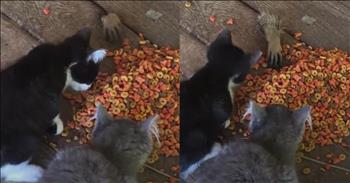 Raccoon Hilariously Steals Cat Food As Kittens Chow Down