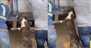 Dog's Hilarious Efforts to Assist Truck Driver Caught on Camera