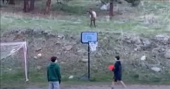 <p>There&rsquo;s an Elk out in the wilderness that&rsquo;s got game! This elk kicks up fun in a surprise soccer game with a young man and his brother.&nbsp;</p>

<p>Viewer Shira Moffatt captured an adorable video of her two young boys engaged in an impromptu soccer match with an unexpected teammate&mdash;a curious elk. This unusual match took place on a ridge above the boys' driveway, and it&rsquo;s safe to say the elk was the star striker.</p>

<p>The video begins with the elk's curiosity piqued by a red soccer ball. With a gentle nudge and a playful kick, the ball starts its journey down the ridge toward one of the boys. The elk, showing off its agility, quickly runs over and attempts to dribble the ball with its hooves. This playful sequence repeats, adding to the fun and laughter.</p>

<p>The boys' laughter and the elk's playful antics make this video a goal-worthy watch. It&rsquo;s a real "hoofball" showdown, showcasing that when it comes to backyard sports, even wildlife can get in on the action.</p>

<p>A Colorado Parks and Wildlife spokesperson commented on the video, noting that the kids kept a safe distance from their antlered playmate. &ldquo;The children were not harassing the animal,&rdquo; the spokesperson <a href="https://www.youtube.com/watch?v=n75iKozXAF4&amp;ab_channel=9NEWS">said</a>. &ldquo;They didn&rsquo;t throw the ball directly at it, ensuring everyone played by the rules.&rdquo;</p>

<p>As the elk continued its game of kick-and-sniff, it was clear that this friendly match was a hit. The boys were over the moon with their new teammate, and the elk seemed to enjoy the break from its usual forest foraging activities. Not every day you see an elk with such "footwork" finesse!</p>

<p>So, if you ever find yourself near a ridge with a soccer ball, you might just find an elk ready to join your team. This charming encounter reminds us that in the game of life, sometimes the most unexpected players can steal the show and score big laughs.</p>

<p><em><strong><a href="https://www.godtube.com/bible/proverbs/17-22">Proverbs 17:22</a></strong> "A cheerful heart is good medicine, but a crushed spirit dries up the bones."</em></p>
