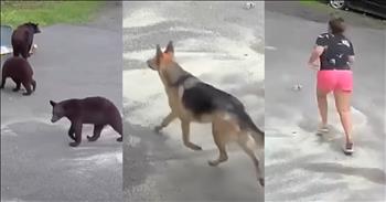 <p>A woman fearlessly ran after a large bear to protect her beloved dog from harm.</p>

<p>Animals are unique and fascinating creatures. They all have endless ways to keep us entertained, surprised and laughing. Those furry, four-legged beings also have a way of quickly finding their way into our hearts. It gets to the point that doing or celebrating anything significant without them feels wrong and out of place.</p>

<p>Many people who have animals will often say they are &ldquo;fur parents&rdquo; because they have &ldquo;fur babies.&rdquo; I think that sounds a bit odd, but to each their own. Just say you love your dog or cat, right?</p>

<p>Regardless, most pet owners would do absolutely anything for their canine or feline, including fighting off a black bear. A <a href="https://www.youtube.com/watch?v=w3DG3Xc2Aqw">clip posted on YouTube</a> shows that was precisely what Bailey Jacobsen did when she saw her German Shepherd, Zeus, being chased by a bear.</p>

<p>The situation begins when Zeus unknowingly encounters a mama bear and her cubs. Mama would not let any harm come to her babies, so she chases Zeus. Zeus, understanding that he is outmatched, starts high-tailing into the woods.</p>

<p>However, before Zeus and the upset mama bear disappeared into the wooded area, Bailey came across the disturbing scene. She immediately started screaming and then gave chase to the bear, hoping to take the bear&rsquo;s focus off Zeus.</p>

<p>Bailey&rsquo;s protective maneuver was successful. The mama bear then stopped chasing Zeus and started coming after her. Eventually, Bailey outran the animal, and the bear, caught on camera, stopped.</p>

<p>Thankfully, no one &ndash; the mama bear, Zeus or Bailey &ndash; was injured during the scary ordeal.</p>

<p>In an interview, Bailey admits that her actions at that moment were instinctual and she did not give it a second thought.</p>

<p>&ldquo;For me, it was like an instinct,&rdquo; she said. &ldquo;It wasn&rsquo;t even really a second thought, like, &lsquo;Should I chase the bear?&rsquo; I&rsquo;m like, &lsquo;I&rsquo;m going to.&rsquo;</p>

<p><em><strong><a href="https://www.godtube.com/bible/proverbs/12-10">Proverbs 12:10</a></strong> &ldquo;An upright man has thought for the life of his beast, but the hearts of evildoers are cruel.&rdquo;</em></p>
