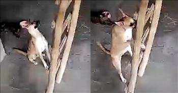 <p>Woof woof, folks! Let me tell you a tail that will make your heart soar, and your funny bone wag about a clever dog&rsquo;s ladder-climbing skills that will absolutely make your day.</p>

<p>Picture this: a loyal pooch, with eyes gleaming like the brightest stars, watching his hooman ascend a ladder. But when the hooman doesn't return immediately, our furry friend decides to embark on an epic climb of his own. And let me tell you, this pup's ladder-climbing skills are nothing short of pawsome!</p>

<p>With determination as fierce as a terrier chasing a squirrel, our clever canine friend tackles each rung with precision. He ascends the ladder with the grace of a seasoned mountaineer, proving that where there's a will, there's a wag.</p>

<p>As he reaches the top, his tail wags with excitement, and he gazes proudly at his hooman as if to say, "Look at me, I'm top dog now!" But the real question on everyone's mind is, how did he manage to get down?</p>

<p>Did he perform a daring leap of faith, landing on all fours like a furry feline? Did he slide down the ladder like a canine fireman on a rescue mission? Or perhaps he devised a clever strategy involving treats and belly rubs to coax someone into helping him down.</p>

<p>Whatever the method, one thing is for sure: this dog's ladder-climbing escapade is a reminder that with a little ingenuity and a whole lot of determination, anything is pawsible.</p>

<p>So the next time you're faced with a seemingly insurmountable challenge, just remember the tale of our intrepid ladder-climbing pup. Because if he can reach new heights, so can you! And who knows, maybe you'll even have a few laughs along the way, just like we did with this tail of canine conquest.</p>

<p><em><strong><a href="https://www.godtube.com/bible/proverbs/12-10">Proverbs 12:10</a></strong> "Whoever is righteous has regard for the life of his beast, but the mercy of the wicked is cruel."&nbsp;</em></p>
