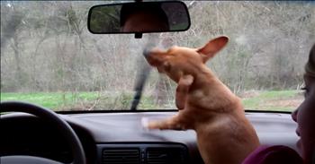 <p>Pets bring so much joy to our lives, and this adorable dachshund&rsquo;s reaction to car wipers is sure to be the cutest thing you&rsquo;ll see today!</p>

<p>It looks like the family has gone out for a drive. It&rsquo;s cloudy outside and may have been raining. The dog's dad and mom are sitting in the front seat, have parked the car in a secluded spot, and are just playing a little game with their dachshund.&nbsp;&nbsp;</p>

<p>She&rsquo;s a very pretty dog. Her copper coat is sleek and shiny. However, she&rsquo;s a feisty one. And determined!</p>

<p>The lady dachshund really, really likes it when the windshield wipers are movin&rsquo;! She loves to bark at them and follow them back-and-forth, back-and-forth. However, Daddy doesn&rsquo;t see any reason for them to be on. He turns them off, but she is not havin&rsquo; it. She knows how to turn the wipers back on, and she does that very thing!</p>

<p>Dad tells her that they can&rsquo;t have the wipers on because it&rsquo;s not raining. He turns off the wipers, and Puppy reaches the switch and turns them right back on. Patiently, the dog dad tells Shortstuff that she&rsquo;s going to get his windows dirty by putting her paws on them. Although, both the dog&rsquo;s white paws and the car&rsquo;s black interior look very clean.</p>

<p>Ms. D. isn&rsquo;t interested in sitting down as her human suggests. She just wants to bark at the blades. He keeps switching them off, and she keeps turning them back on. At one point, she stumbles a bit as she engages the blades and another time she bites on the lever. The driver tells her, in his southern accent, that she can&rsquo;t do that. The dog seems irritated by his correction, but she doesn&rsquo;t let up.</p>

<p>Mom and Dad are having entirely too much fun. Their warnings that she will get hurt fall on deaf dog ears, and the game continues. Who knows how long this battle between the blades and the barker goes on!</p>

<p>Commenters are impressed by the dachshund&rsquo;s intelligence; they call her clever and smart. Actually, <a href="https://www.akc.org/dog-breeds/dachshund/">the breed is described as</a> bold, alert, vigilant, smart, and stubborn. Dachshunds are fine watch dogs, and their name is &ldquo;<a href="https://www.akc.org/dog-breeds/dachshund/">badger dog</a>.&rdquo; They were bred to be able to dig into badger dens and roust out the badgers.&nbsp;</p>

<p>Ironically, the breed name has nothing to do with hounding&mdash;or badgering&mdash;the dog into compliance!&nbsp;</p>

<p>&ldquo;Light in a messenger&rsquo;s eyes brings joy to the heart, and good news gives health to the bones.&rdquo; <a href="https://www.godtube.com/bible/proverbs/15-30">Proverbs 15:30</a></p>
