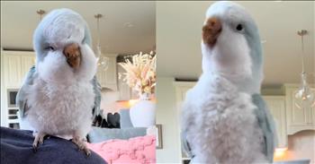 Bird's Hilarious Song and Dance Performance Delights