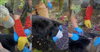 <p>In the peaceful town of Enosburgh, Vermont, a bear-y unusual rescue mission captured the community&rsquo;s heart and their funny bone. Wildlife officials rescued a bear with a milk can around its neck for weeks! One of nature&rsquo;s large and curious creatures recently found itself in a rather sticky situation. Early this spring, locals noticed a black bear sporting a metal milk can around its neck, looking ready to join a space mission. The sight stirred a potent mix of worry and empathy among the townspeople.</p>

<p>Determined to bear the responsibility of helping the distressed animal, the <a href="https://www.youtube.com/watch?v=XXt1PZ5cVDc&amp;ab_channel=InsideEdition">Vermont Fish and Wildlife Department</a> sprang into action. Wildlife specialists, game wardens, biologists, and volunteers united to craft a careful plan to free the bear. But let&rsquo;s be honest&mdash;trapping a bear is no picnic&mdash;it&rsquo;s more like a barbecue. Keeping their eyes sharp and paws crossed, they finally caught the bear.</p>

<p>After weeks of bear-y hard work and anticipation, the moment of truth finally arrived. The bear, perhaps lured by the promise of a can-free life, was caught in one of the traps. A team swiftly sedated the bear, covering its eyes and snout with a cloth to keep it calm while carefully cutting away the metal can.</p>

<p>A heartwarming <a href="https://www.youtube.com/watch?v=XXt1PZ5cVDc&amp;ab_channel=InsideEdition">video</a> shared by the Vermont Fish and Wildlife Department documented the moment of liberation. The bear, initially disoriented and possibly pondering its next snack, quickly realized its newfound freedom and darted into the safety of the woods.</p>

<p>This bear-y happy ending highlighted the power of human kindness and community spirit. As it is written in <a href="https://www.godtube.com/bible/proverbs/12-10">Proverbs 12:10</a>, &quot;The righteous care for the needs of their animals.&quot; This scripture was truly lived out in Enosburgh as people worked tirelessly to ensure the bear&#39;s well-being.</p>

<p>The bear&#39;s ordeal brought the community closer, showcasing the enduring spirit of both human and animal residents of this picturesque Vermont town. The once-distressed bear now symbolizes hope and the power of collective compassion in making the world a bear-ter place.</p>

<p><em><strong><a href="https://www.godtube.com/bible/proverbs/12-10">Proverbs 12:10</a></strong>, &quot;The righteous care for the needs of their animals.&quot;</em></p>
