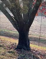 Walked out to find a woodpecker in our tree!